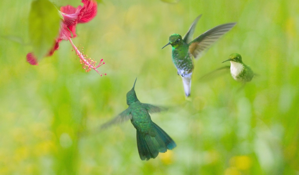 Hummingbird Flower Wings