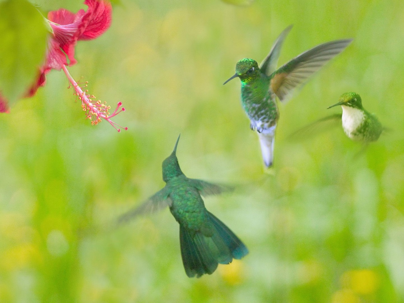 Hummingbird Flower Wings