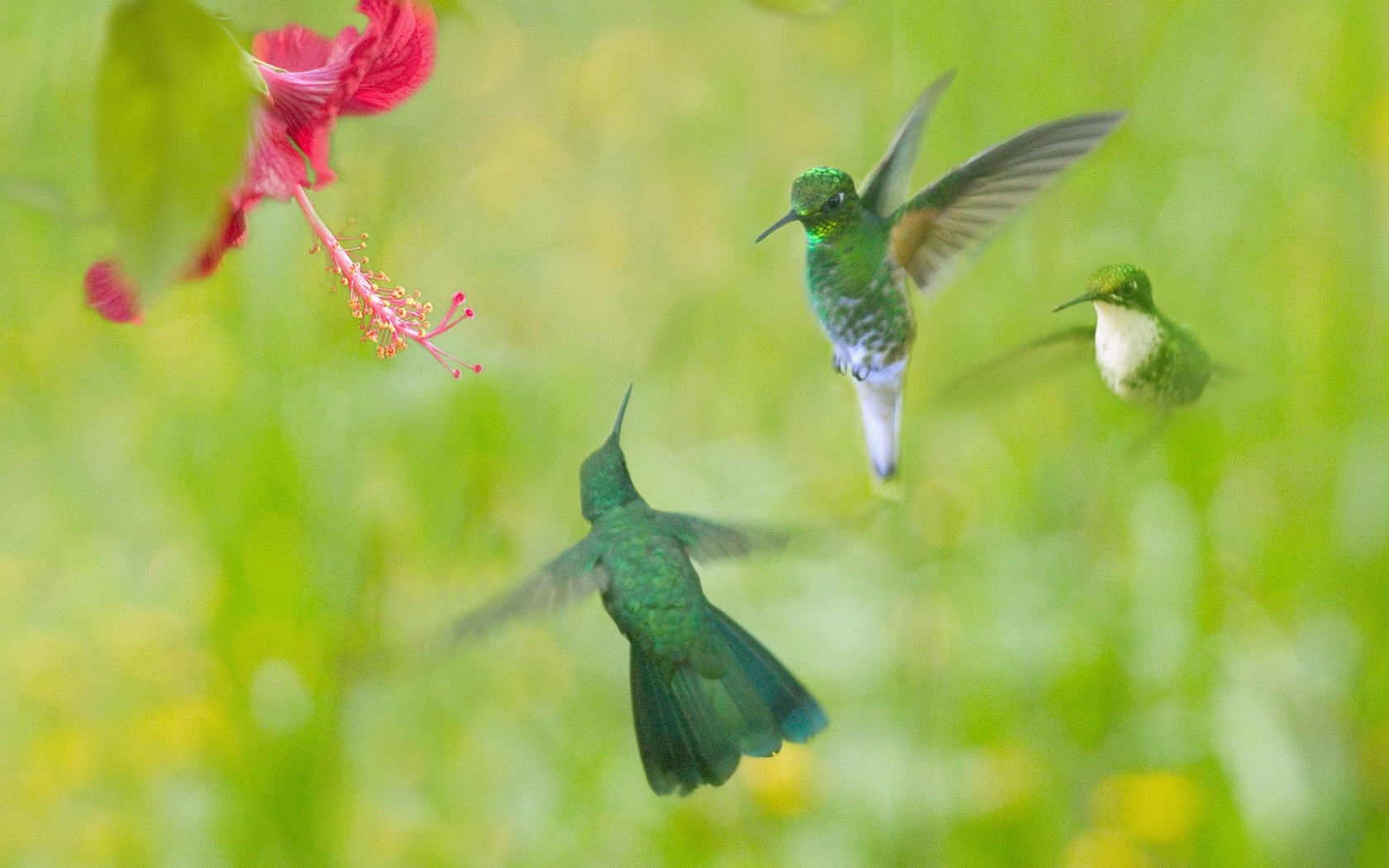 Hummingbird Flower Wings