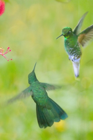 Hummingbird Flower Wings