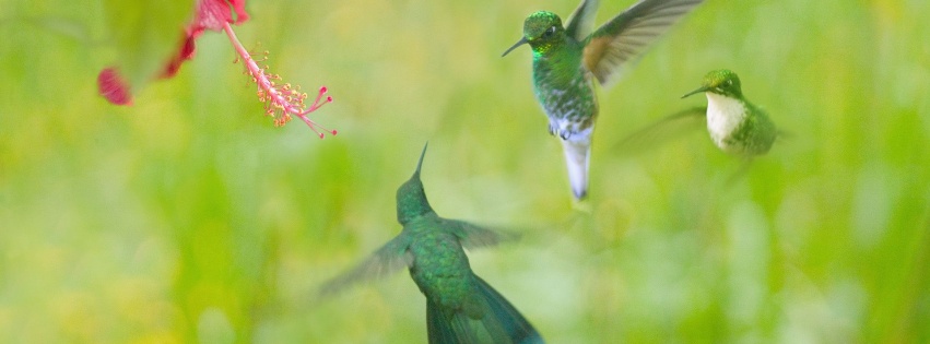 Hummingbird Flower Wings