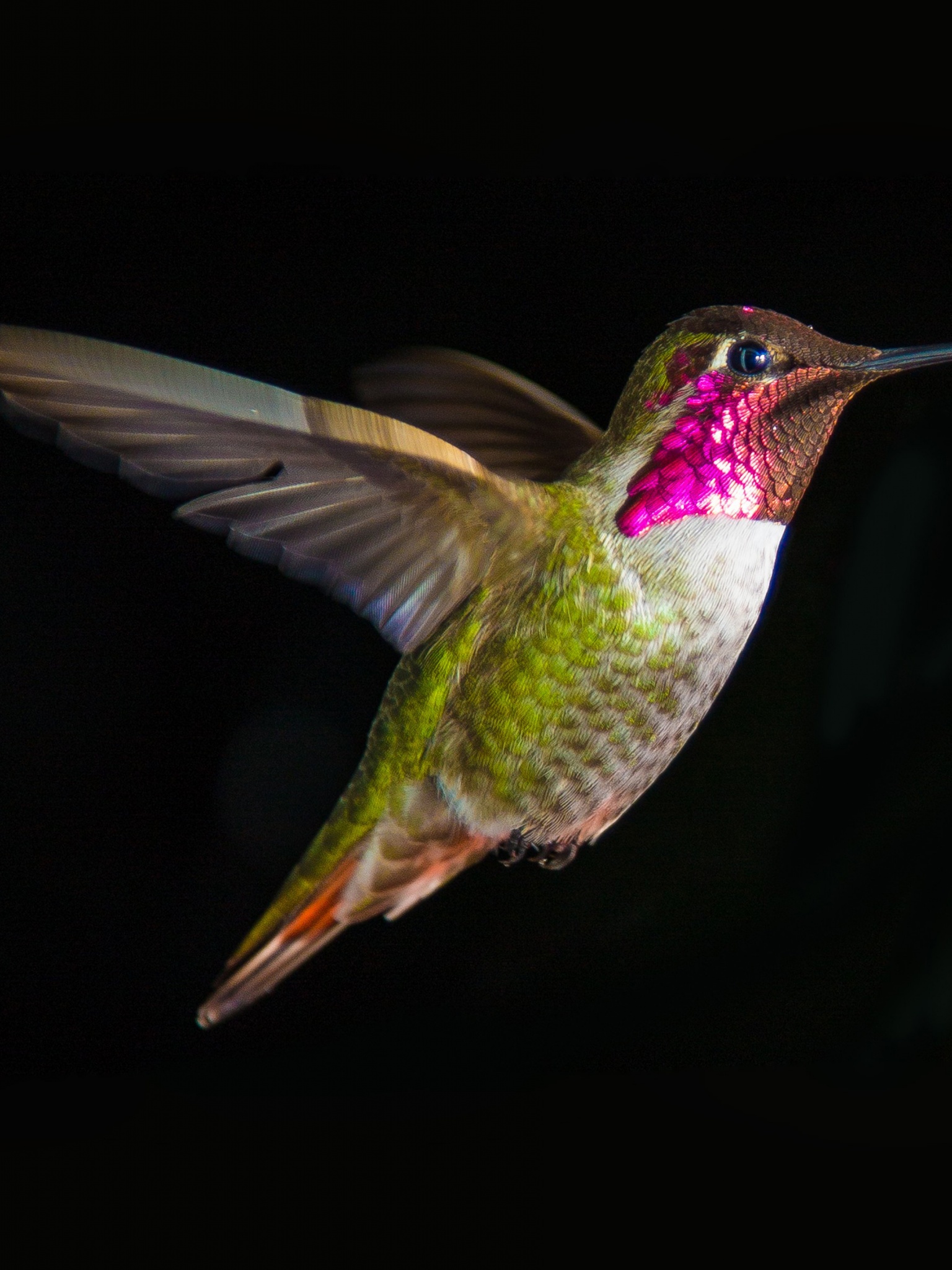 Hummingbird In Flight