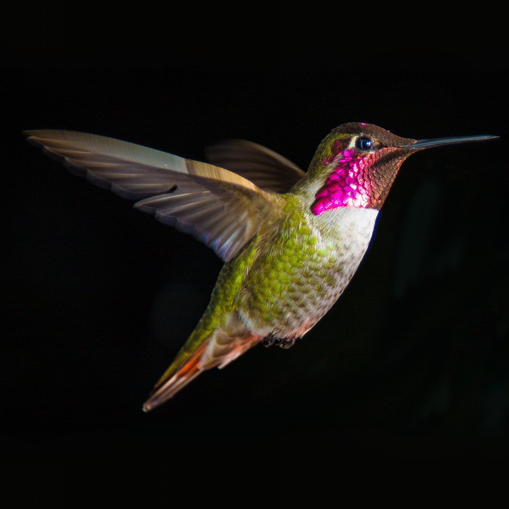 Hummingbird In Flight