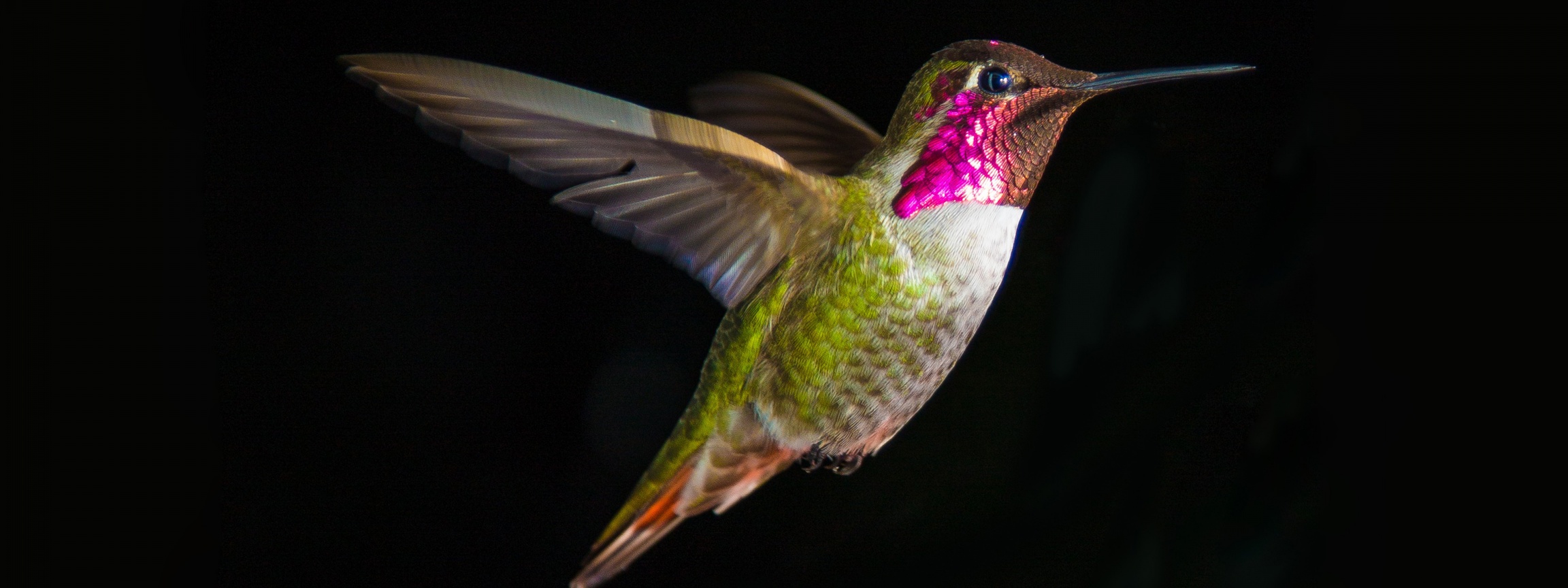 Hummingbird In Flight