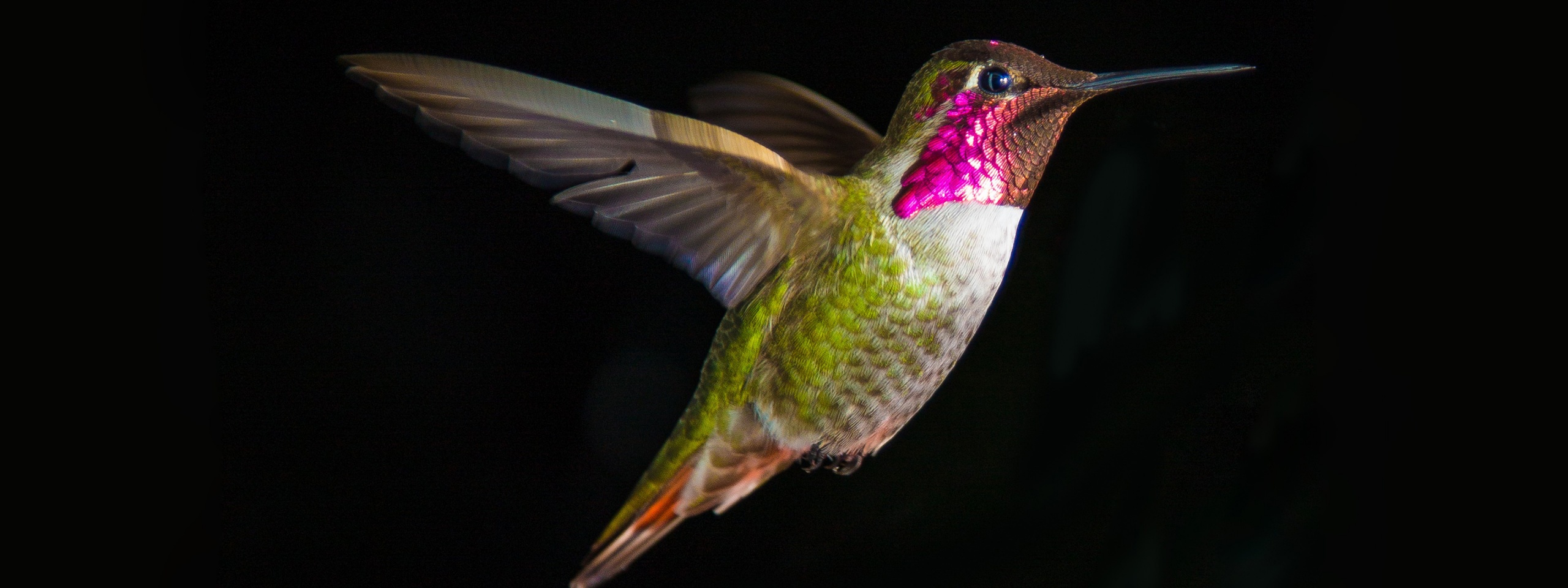 Hummingbird In Flight