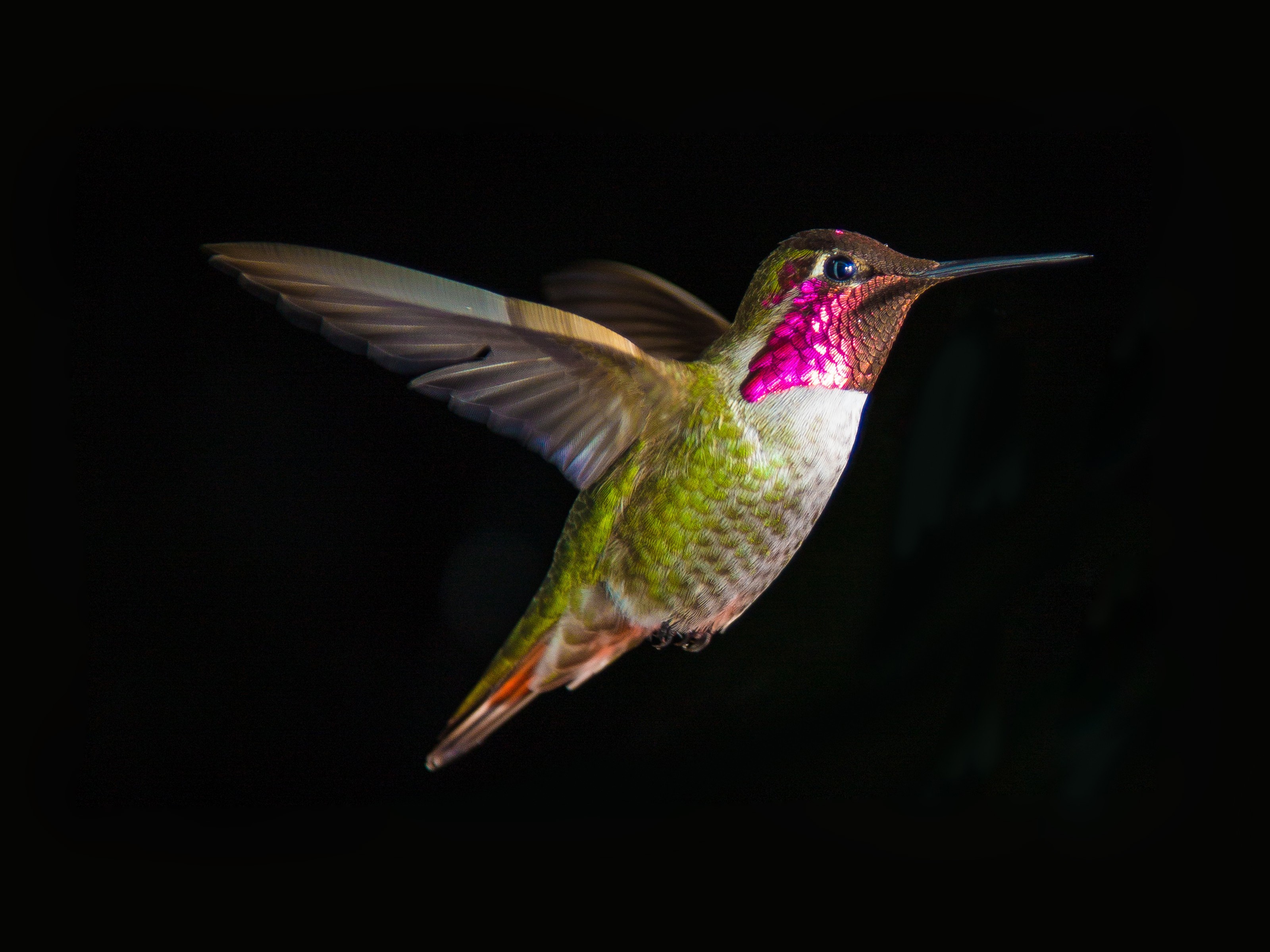 Hummingbird In Flight