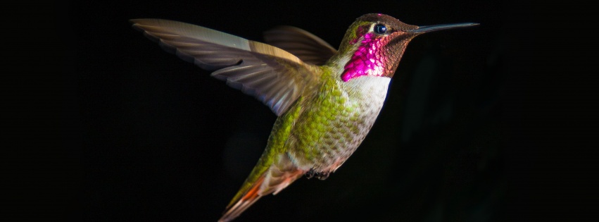 Hummingbird In Flight