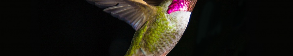 Hummingbird In Flight