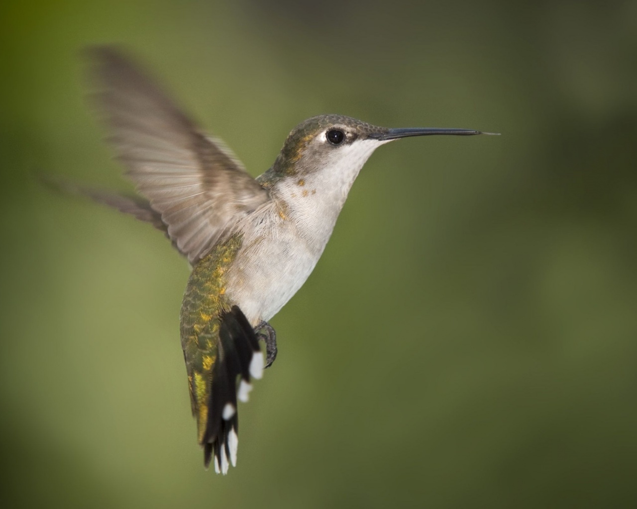 Hummingbird Texas