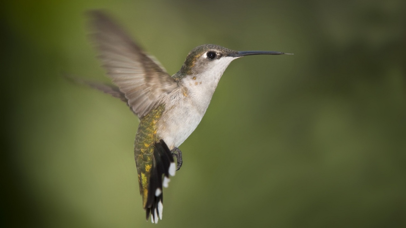 Hummingbird Texas