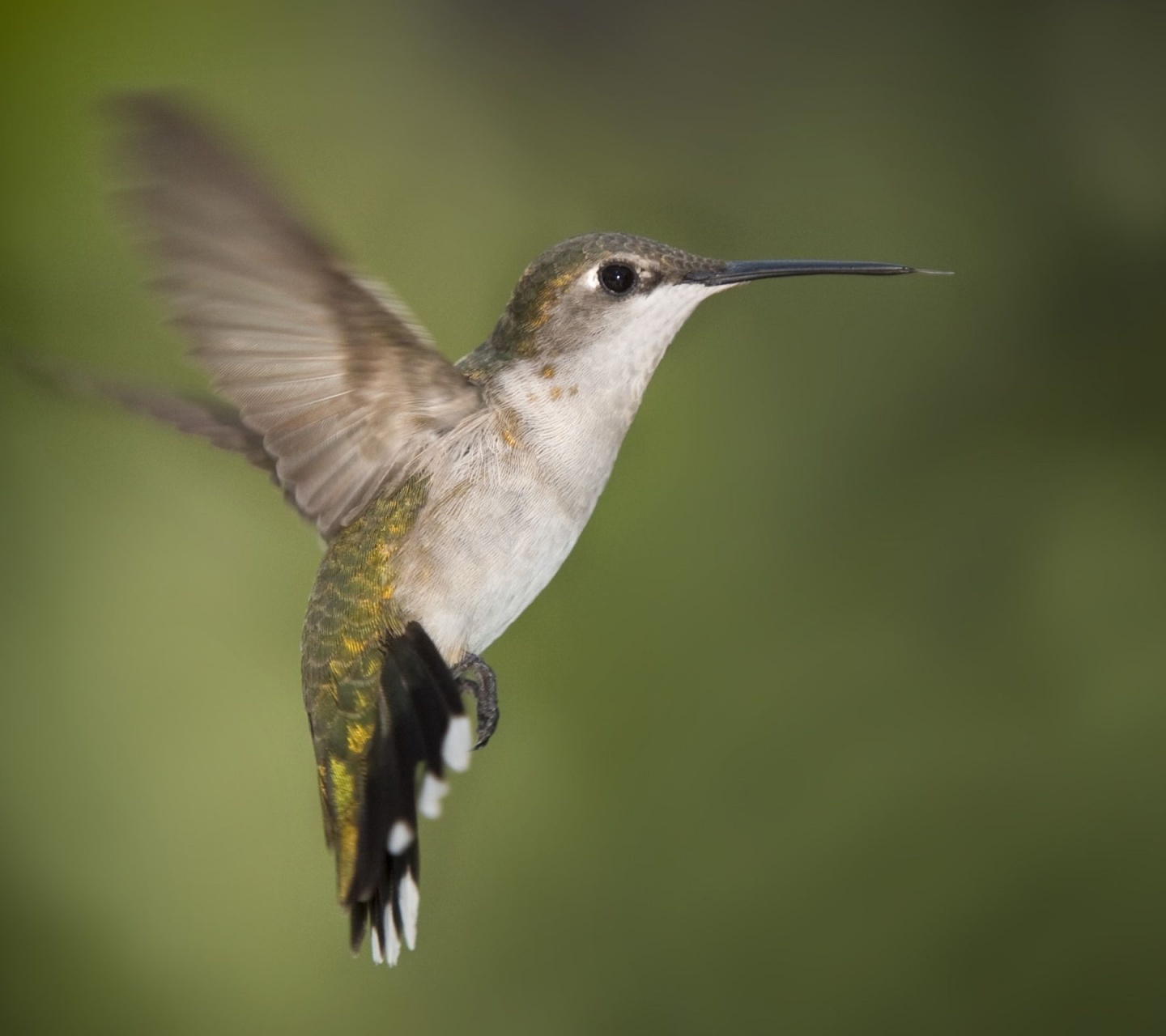 Hummingbird Texas