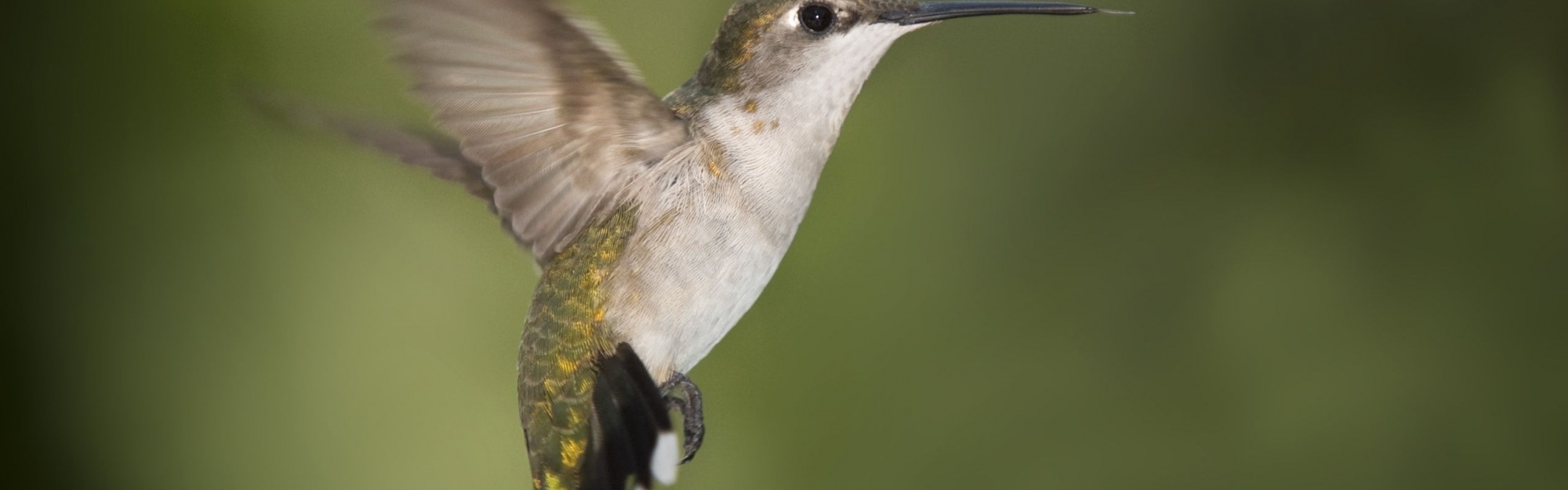 Hummingbird Texas