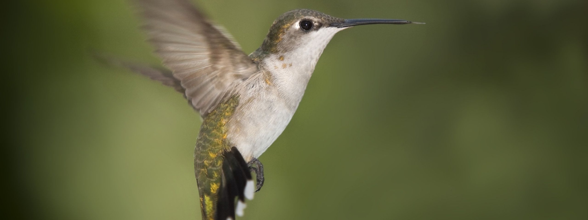 Hummingbird Texas