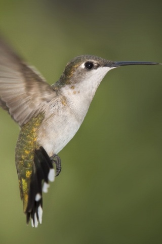 Hummingbird Texas