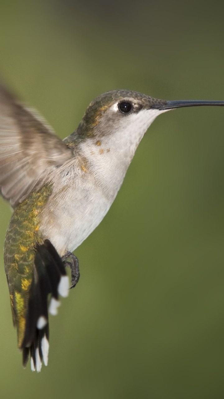 Hummingbird Texas