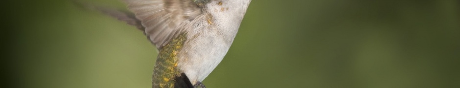 Hummingbird Texas