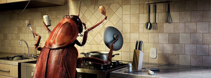 Humor Funny Bug Kitchen Cooking Photomanipulations