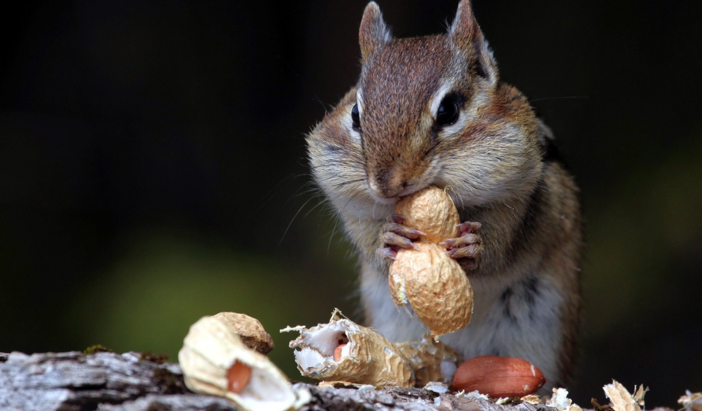 Hungry Squirrel