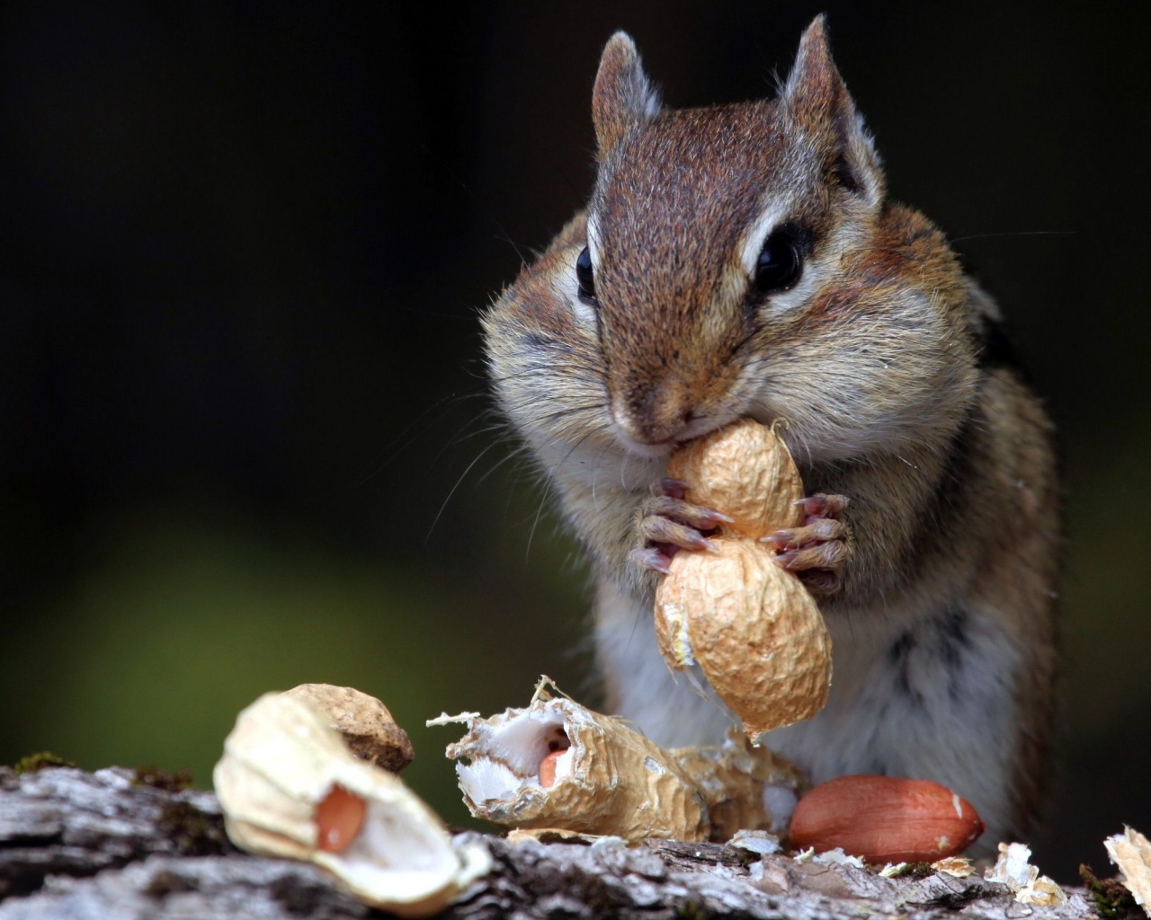 Hungry Squirrel