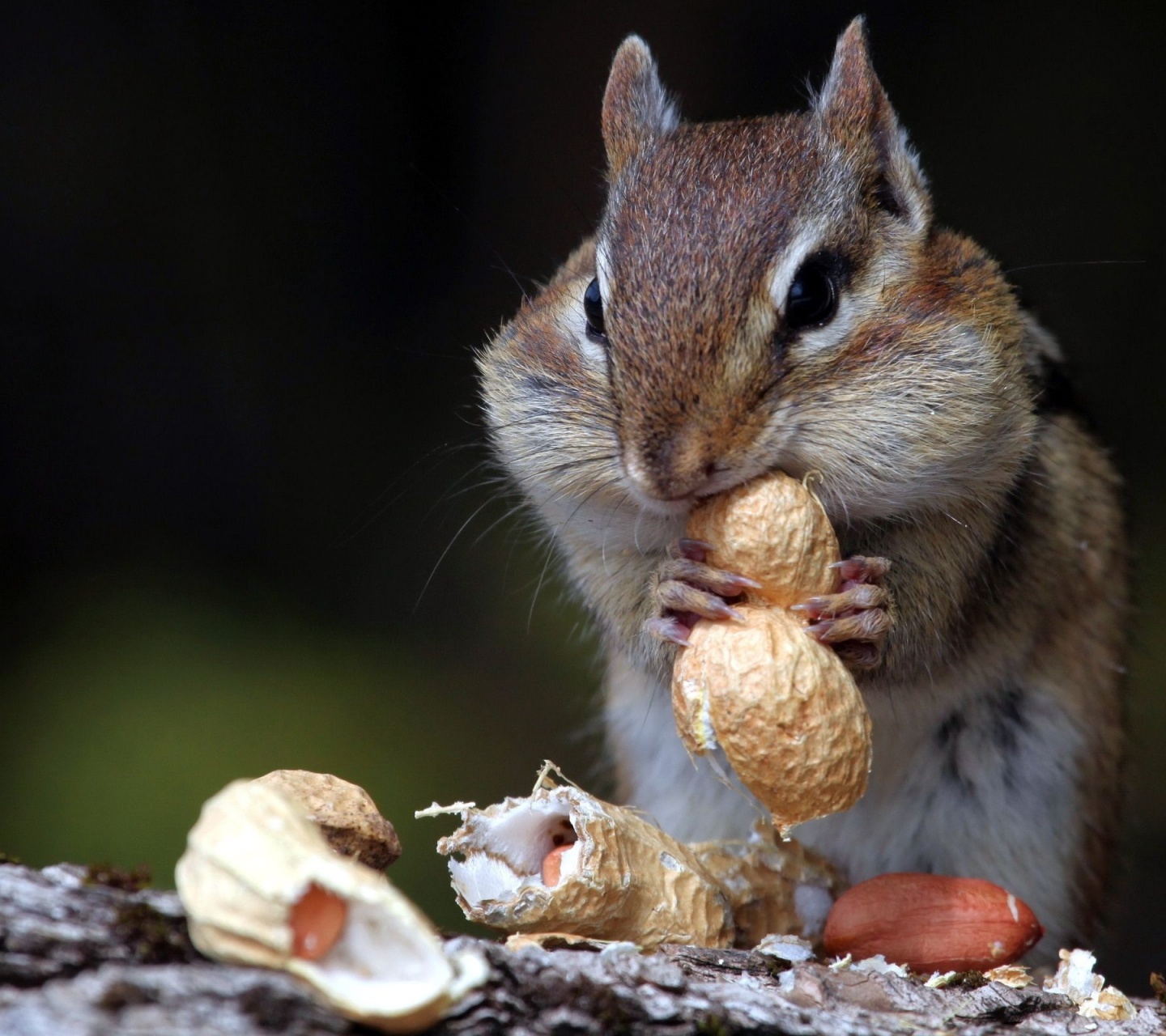 Hungry Squirrel