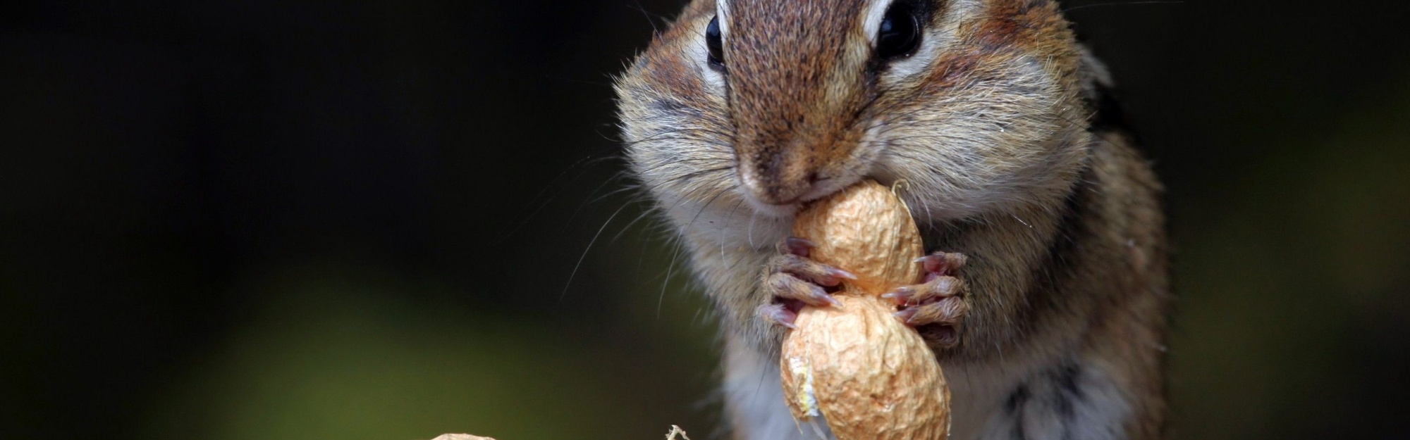 Hungry Squirrel