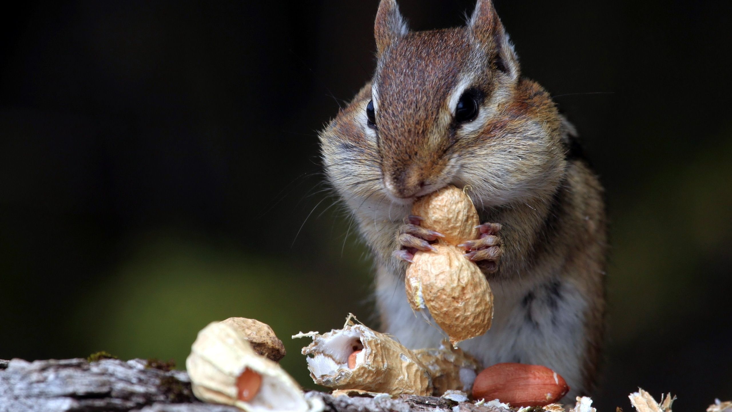 Hungry Squirrel