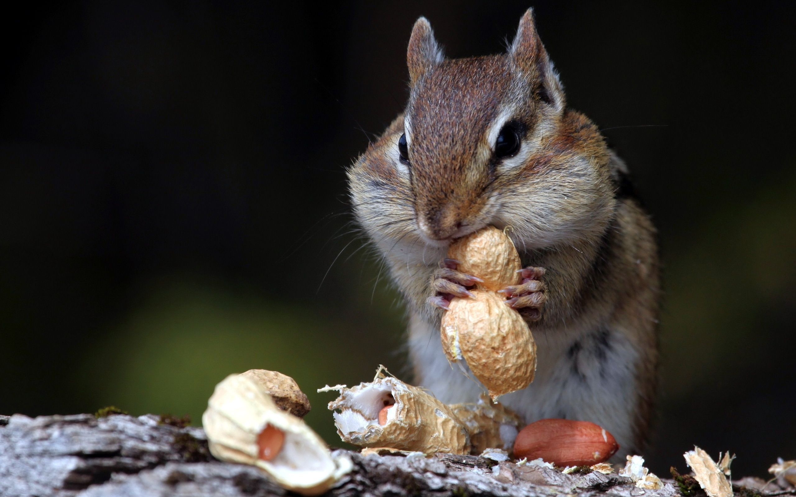 Hungry Squirrel