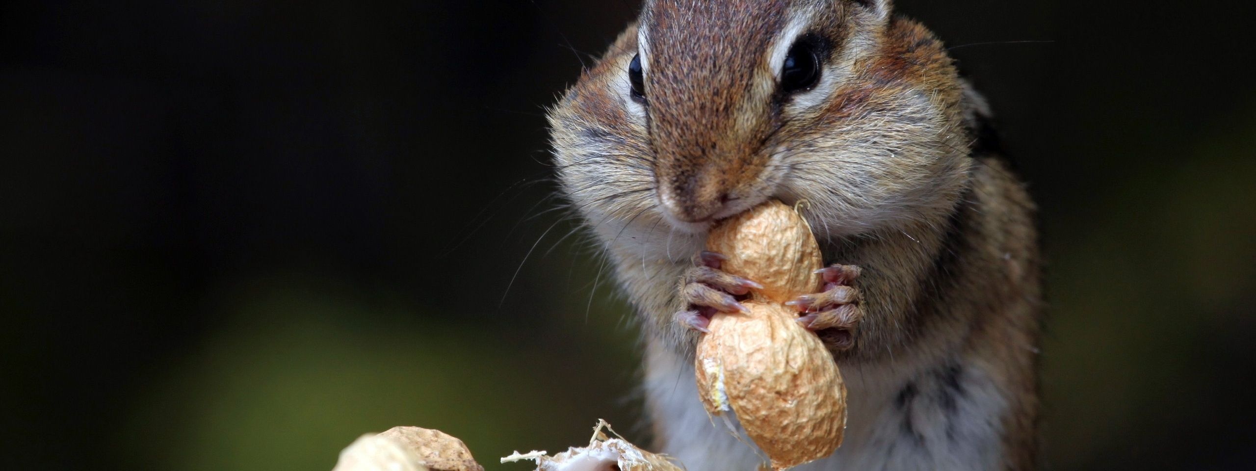 Hungry Squirrel