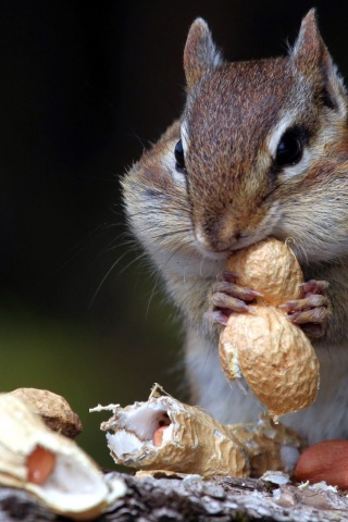 Hungry Squirrel