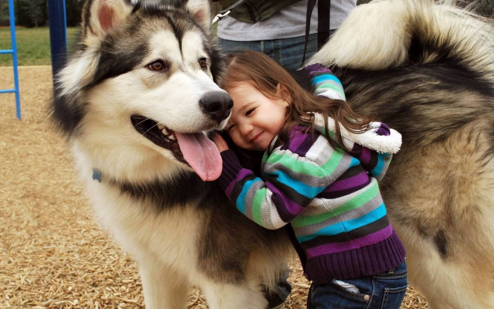 Husky And The Little Kid