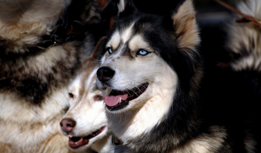 Husky Dogs