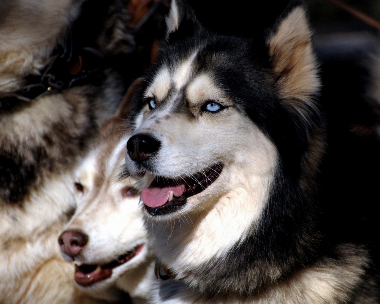 Husky Dogs