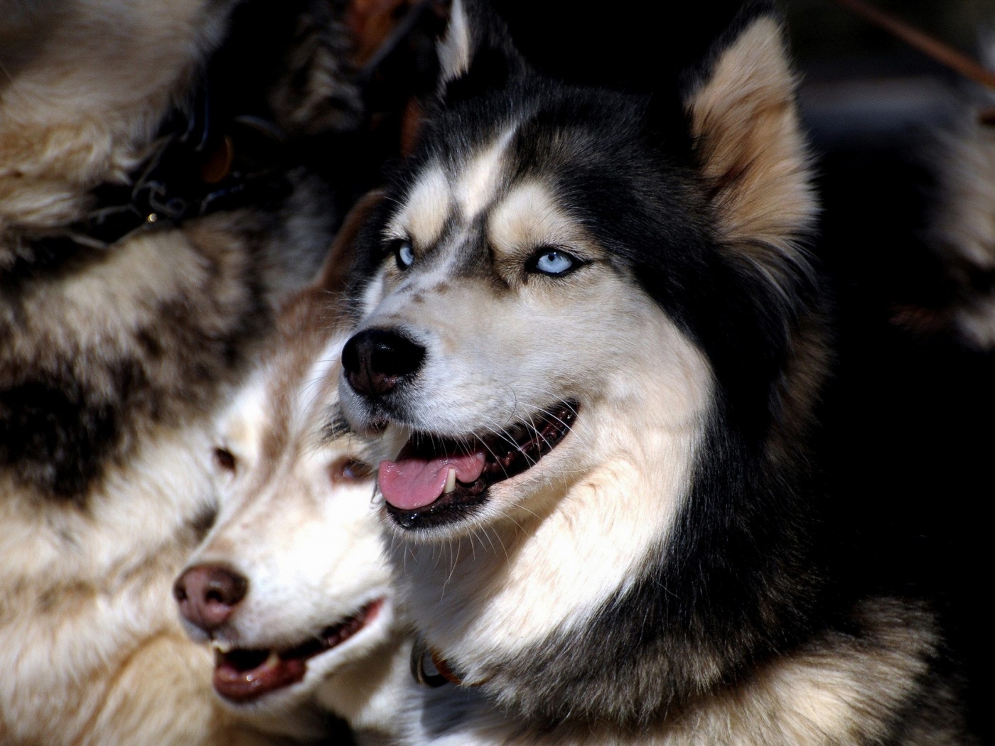 Husky Dogs