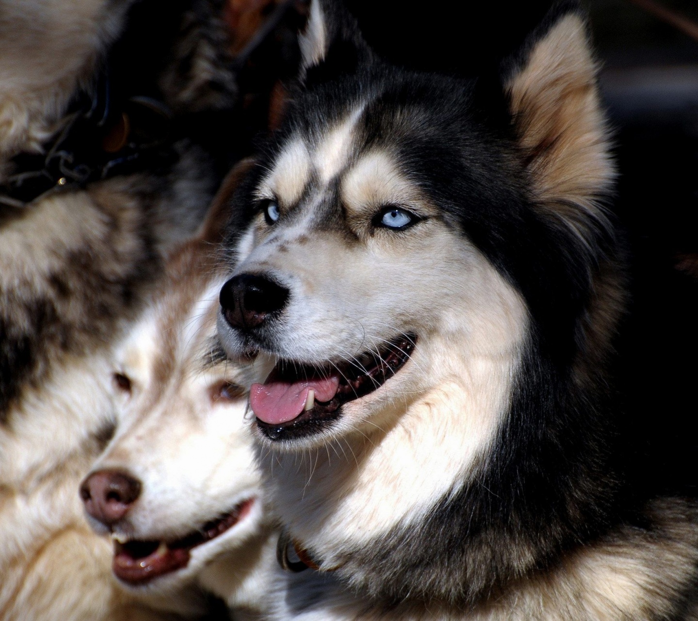 Husky Dogs