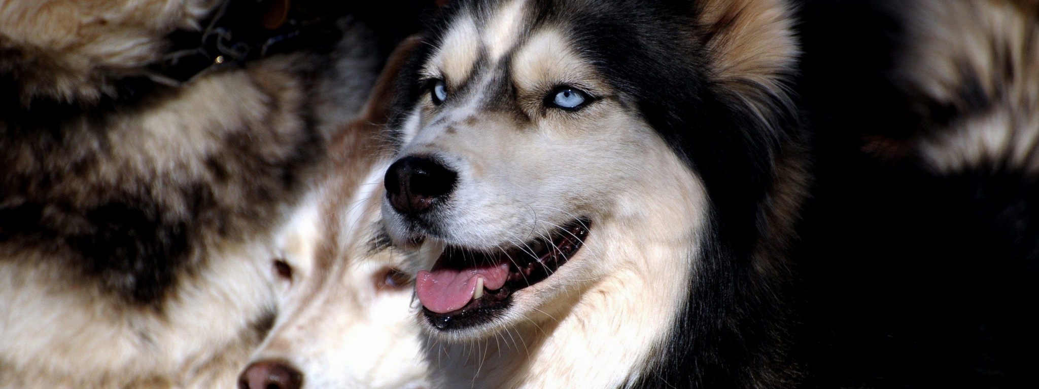 Husky Dogs