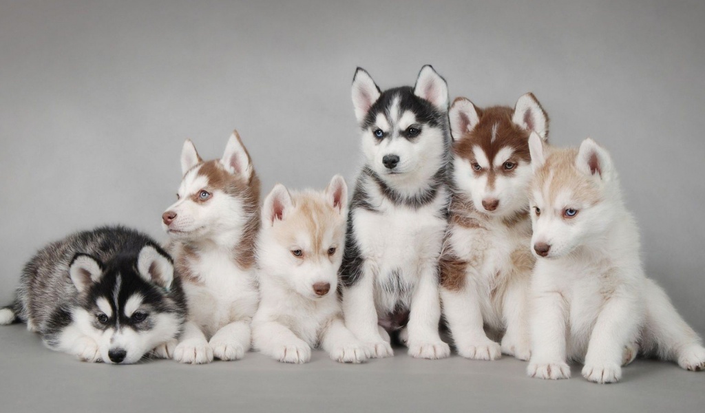 Husky Puppy Cute Animal