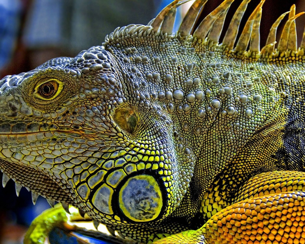 Iguana