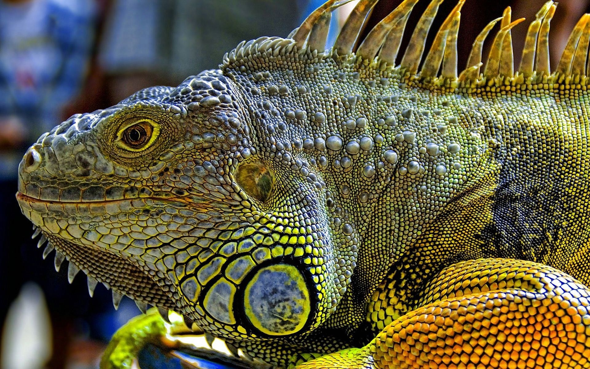 Iguana