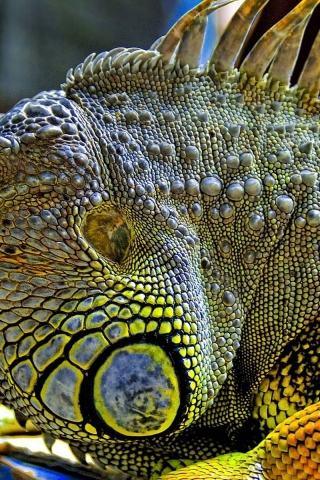 Iguana