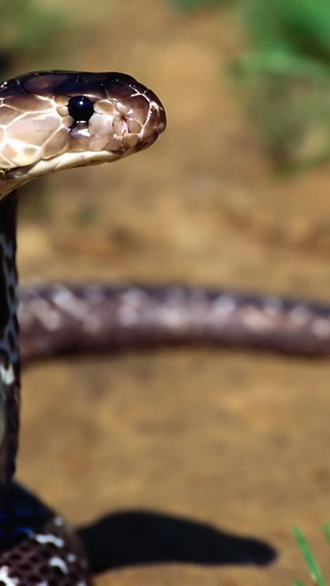 Indian Cobra