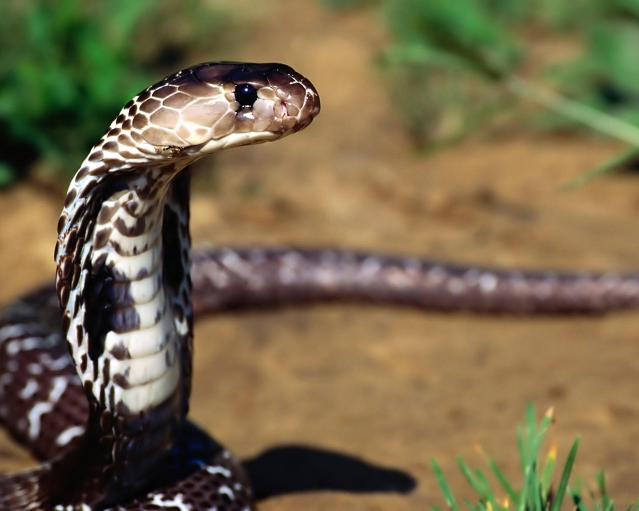 Indian Cobra