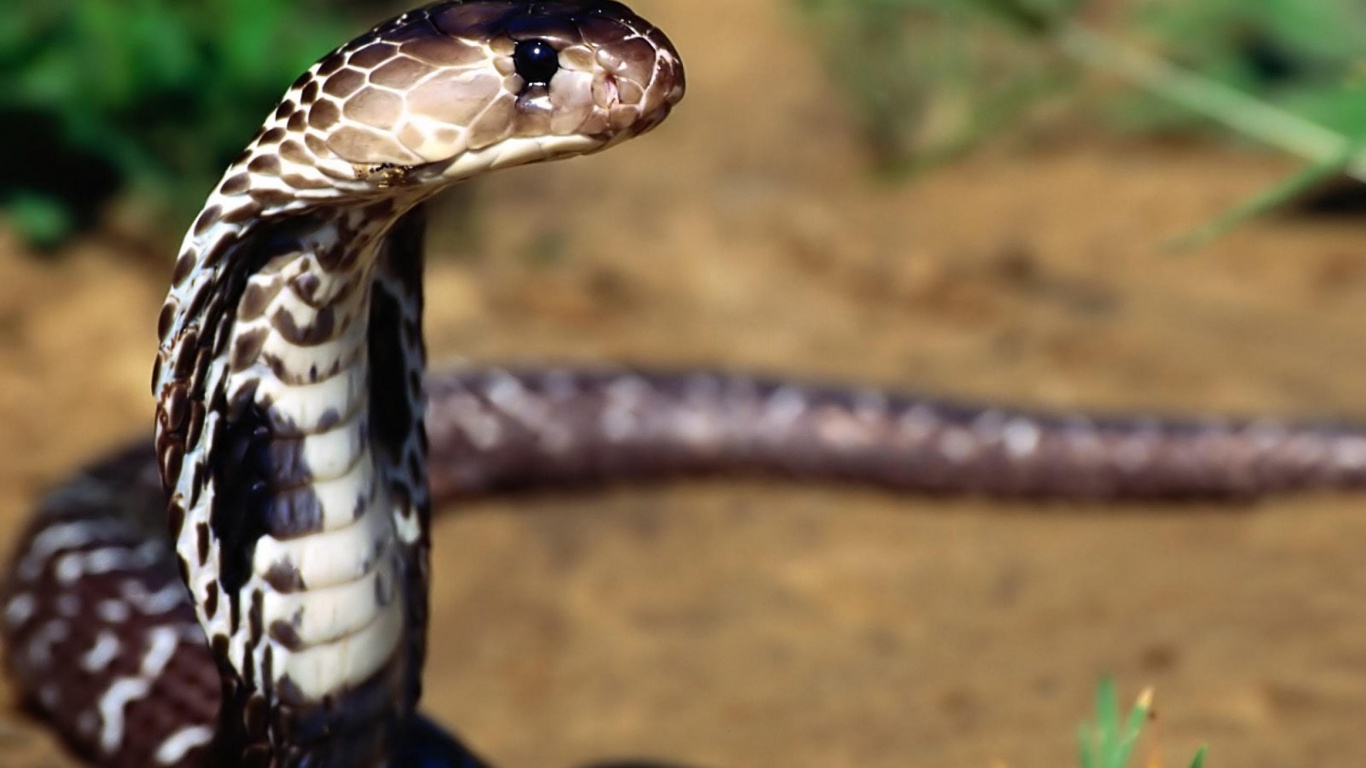 Indian Cobra