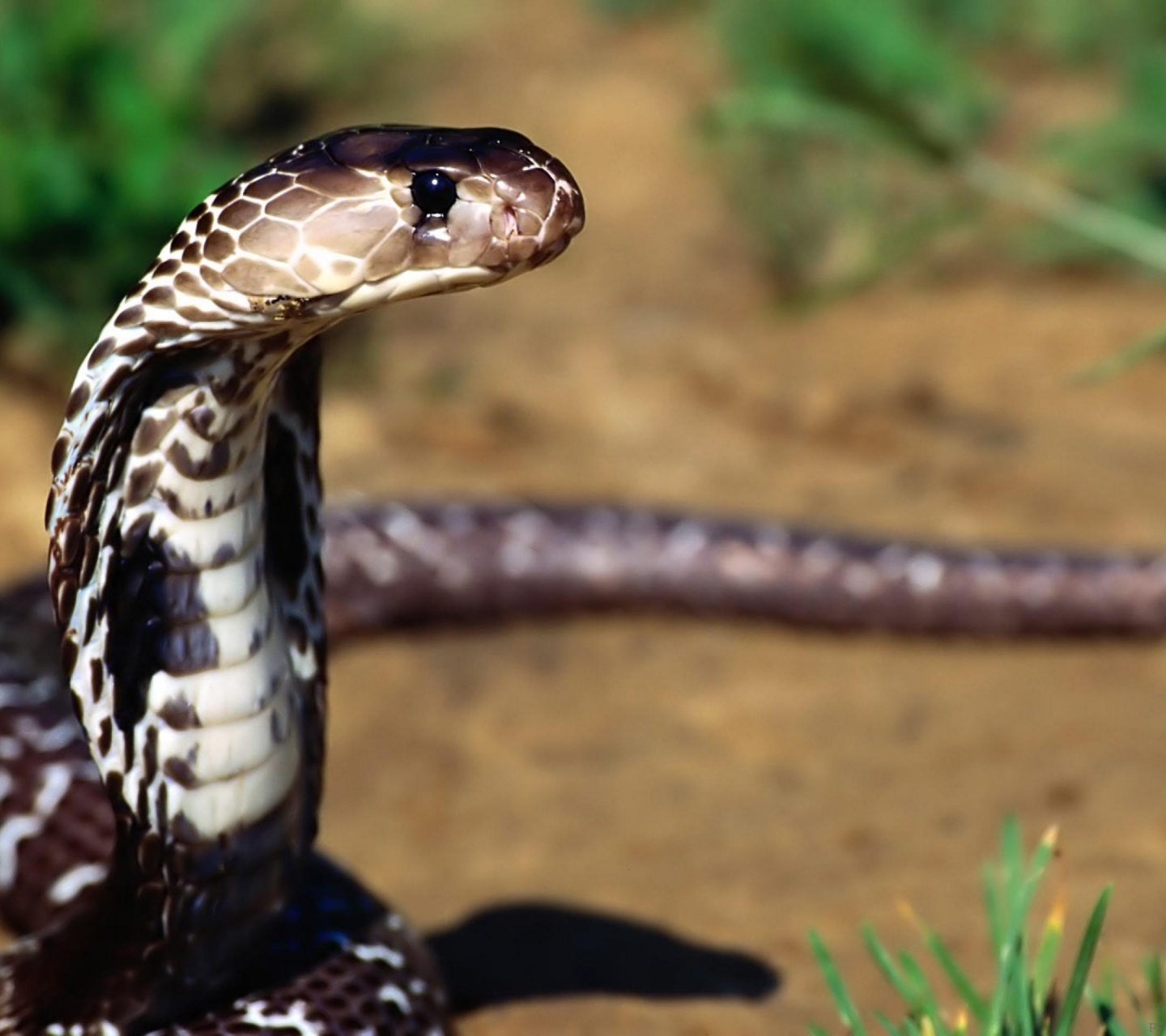 Indian Cobra