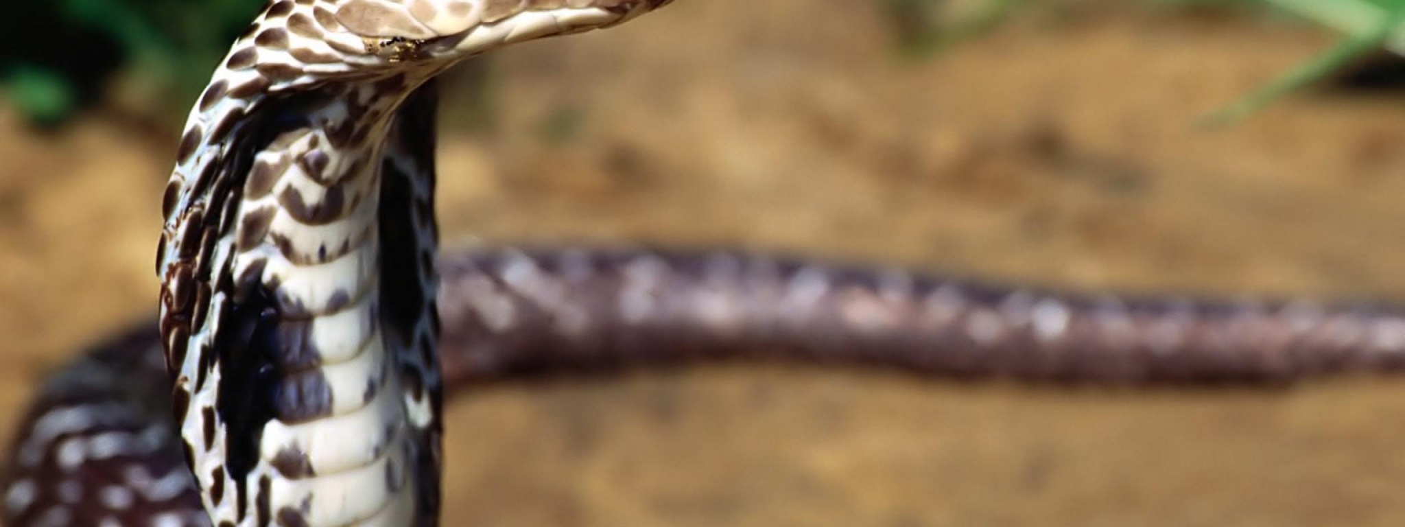 Indian Cobra