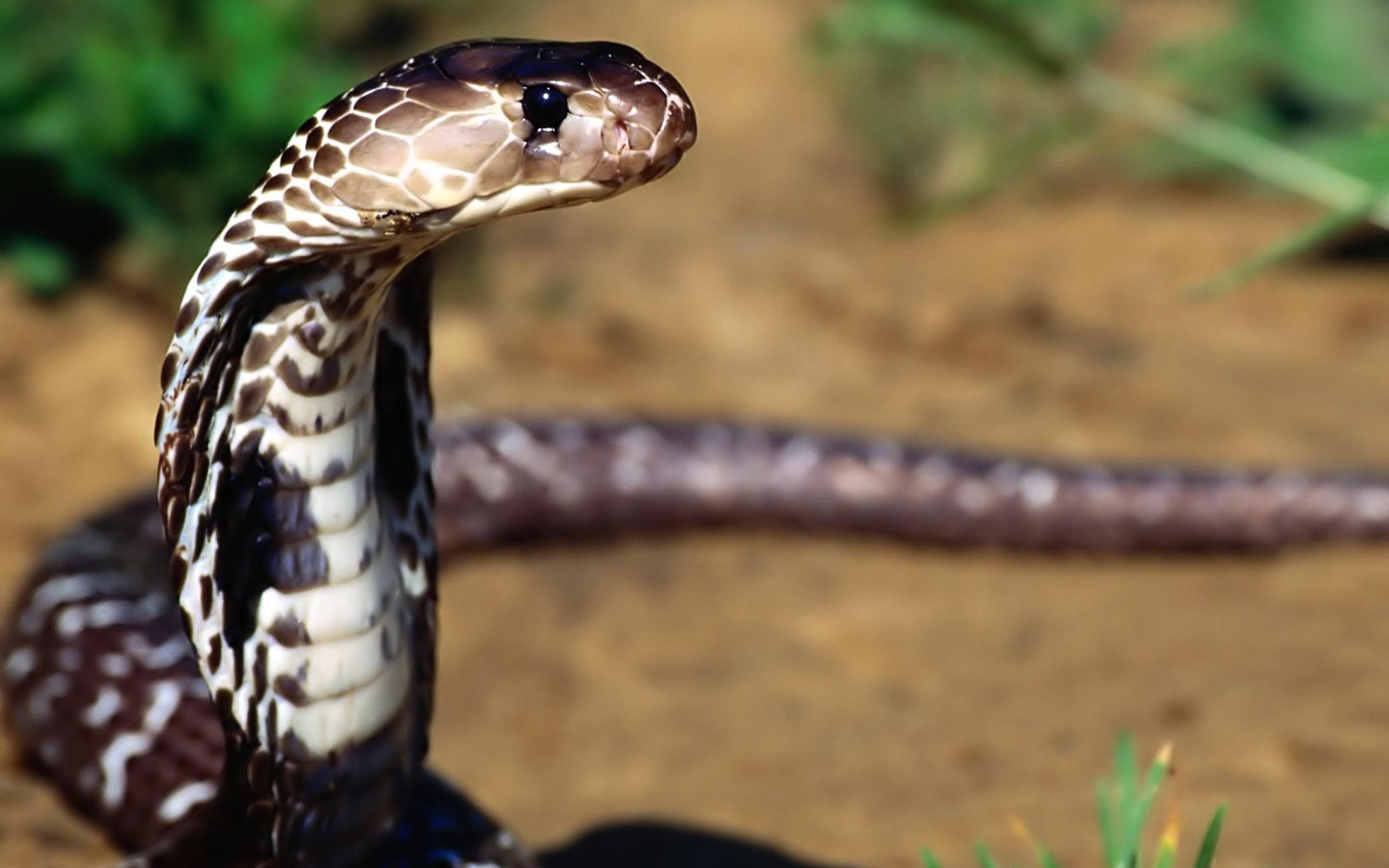 Indian Cobra