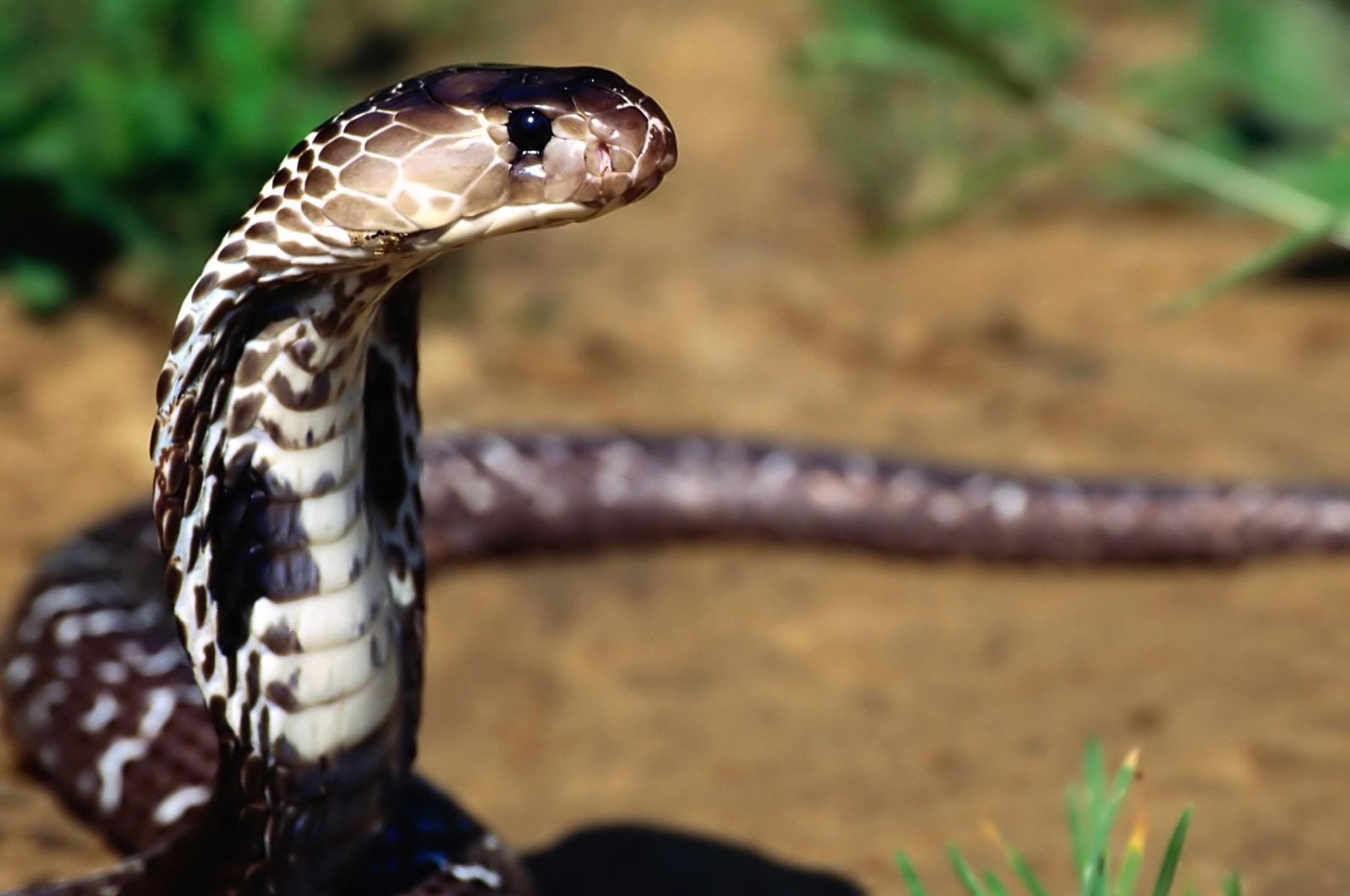 Indian Cobra