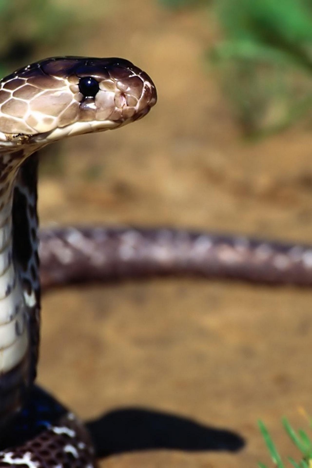 Indian Cobra