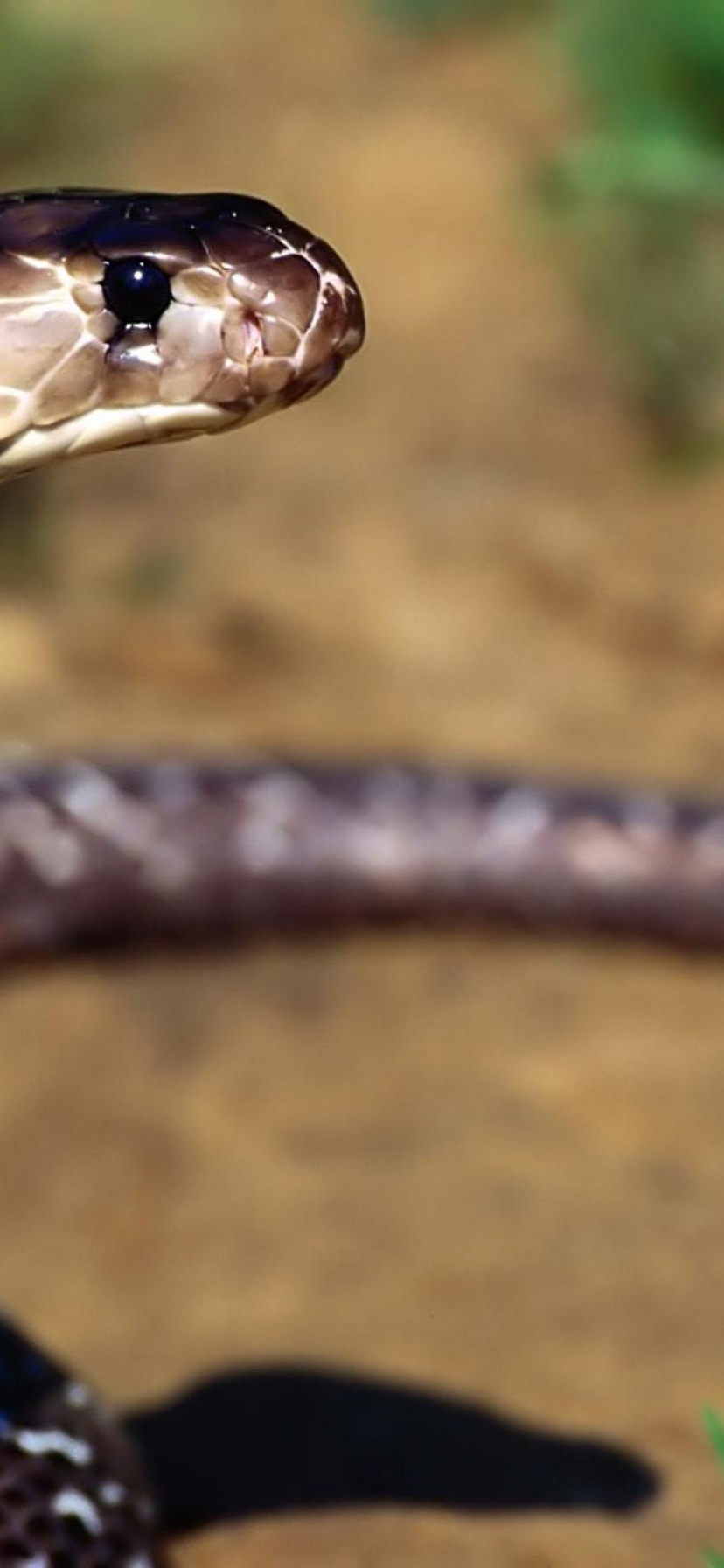 Indian Cobra