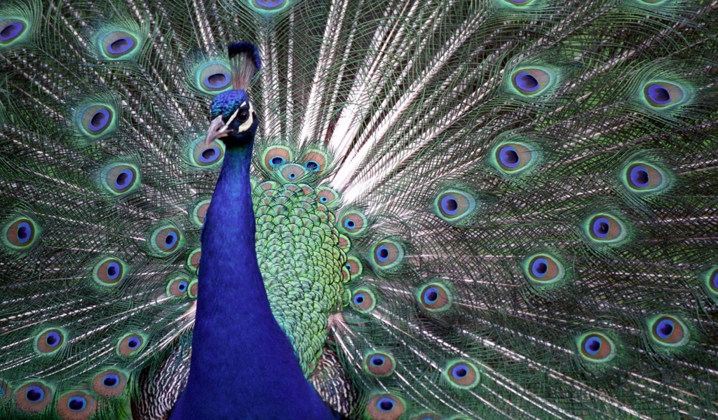 Indian Peafowl Blue Peafowl Bird Peacock Tail