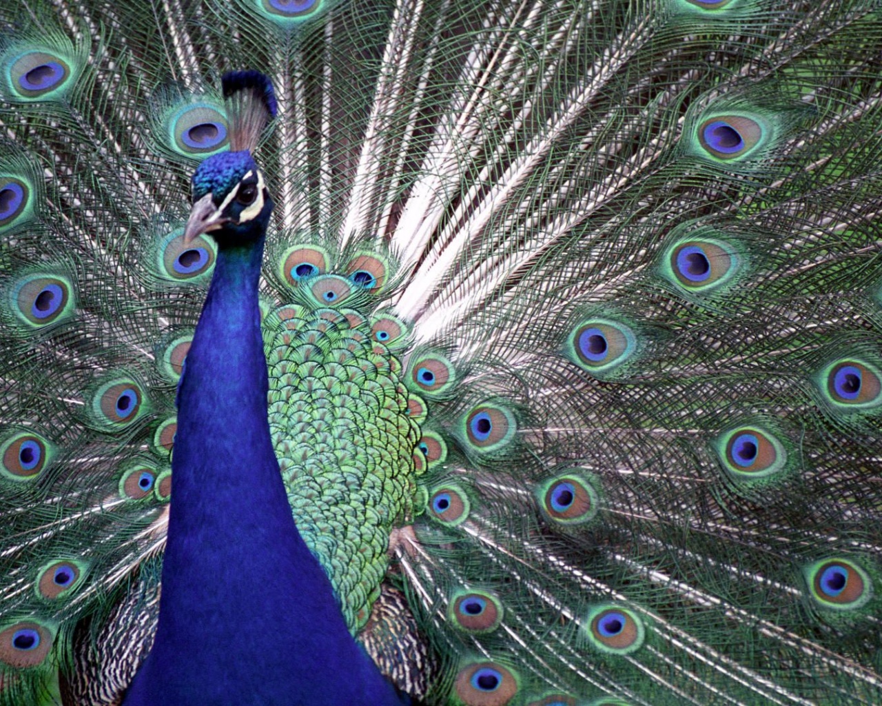 Indian Peafowl Blue Peafowl Bird Peacock Tail